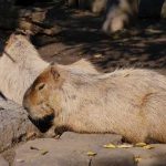 チョッパー像 設置場所 熊本動植物園［熊本 ワンピース銅像］