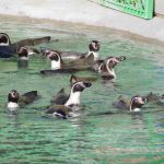 チョッパー像 設置場所 熊本動植物園［熊本 ワンピース銅像］